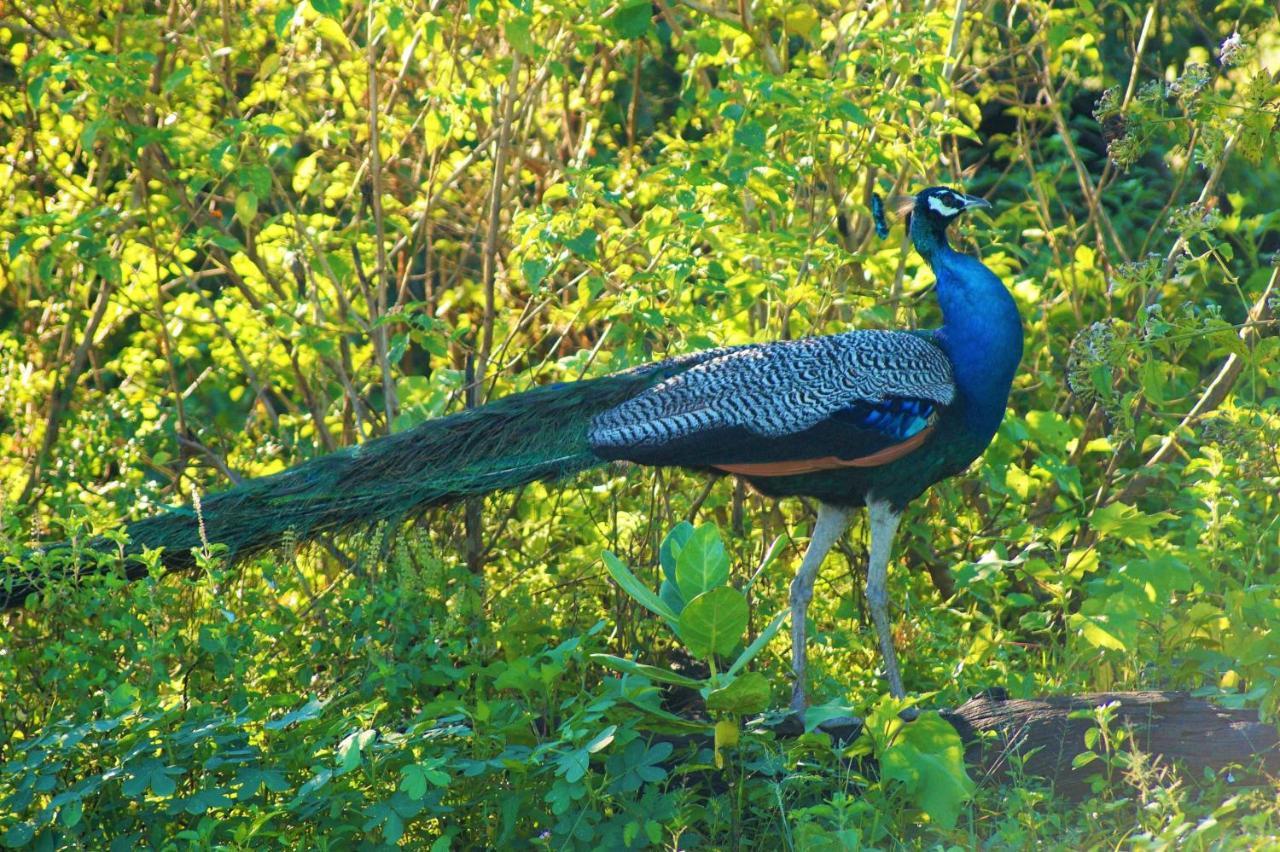 Peacock Riverside Udawalawe Exterior foto