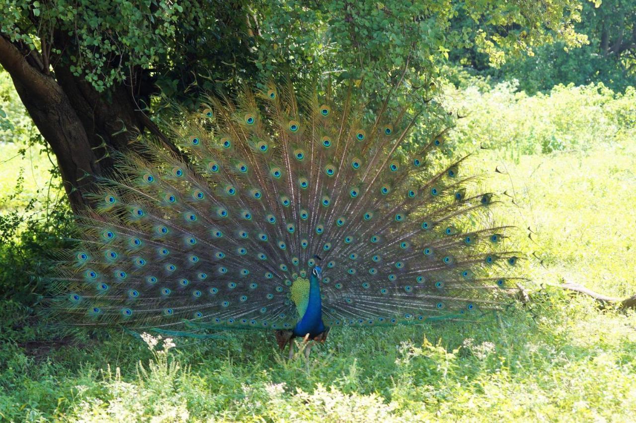 Peacock Riverside Udawalawe Exterior foto