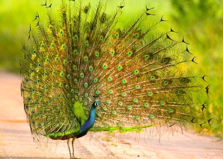 Peacock Riverside Udawalawe Exterior foto